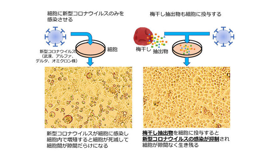 梅干しの新型コロナウイルス（SARS-CoV-2）への効果検証（研究報告）｜